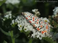 Prachtbeer [Utetheisa pulchella]